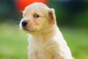 最听话的狗（了解金毛寻回犬的顺从性及培养方法）