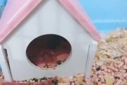 如何照顾刚生完宝宝的仓鼠？（一步步教您科学养护，给仓鼠宝宝健康快乐成长）
