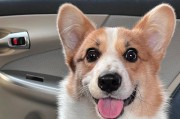 柯基犬的价格及养护指南（一只柯基犬的价格和如何养好它）