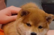 如何挑选一只优秀的柴犬幼犬（为您揭示如何辨别优质柴犬，帮助您找到梦寐以求的伙伴）