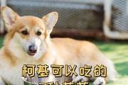 一个月大的狗可以吃什么水果？（适合一个月大狗狗的健康水果推荐）