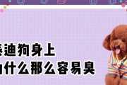 泰迪嘴巴臭的原因及解决方法（探寻泰迪嘴巴臭的根源，给你的爱宠更好的呼吸体验）