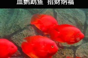 鹦鹉的最佳鱼类伴侣（选择合适鱼类伴侣让鹦鹉更健康快乐）