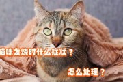 如何照顾感冒的猫咪（专业指南教你怎样处理宠物猫的感冒）