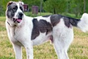 中型犬（探索养中型犬的最佳选择及其关键特征）