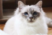 伯曼猫的性格与饲养特点（温顺可爱的伯曼猫是理想的宠物伴侣）
