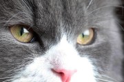 猫咪智商排行榜（揭秘猫咪的智商等级，哪个品种拥有超凡智慧？）