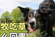 为什么狗狗会吃草？（探究狗狗吃草的原因及其意义）