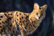 认识这30种知名猫咪，了解它们的独特之处（探索世界各地的猫咪品种，揭秘它们的特点与魅力）