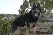 五种漂亮帅气的中型犬，让你爱不释手（犬界精英，展现迷人魅力）