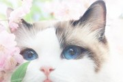 优雅与可爱并存，布偶猫是“行走的香奈儿”（揭秘布偶猫的六大优点，教你欣赏它们的迷人之处）