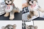 雪纳瑞五个月应该吃什么？（了解如何为你的宠物提供适当的饮食）