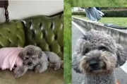 泰迪犬的饮食禁忌及注意事项（保护泰迪犬健康，避免误食危险食物）