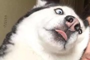以此狗非比狗，以此非猫非猫（探索不同动物间的独特魅力与价值）