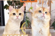 猫缺维生素怎么办？（让你的猫营养均衡、充满活力！）