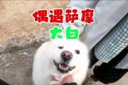 萨摩耶狗的热情之谜（探究萨摩耶狗为何如此热情的原因）