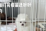 遛完狗回家后多久可以喂水？（了解狗狗饮水时间，关爱宠物健康）