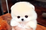 茶杯犬（小巧可爱的茶杯犬，如何正确饲养？）