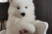 小萨摩吃什么狗粮合适（了解小萨摩适宜的狗粮种类及特点，为它提供健康的饮食）