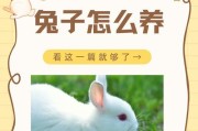 兔子的养殖知识（探索兔子成长阶段中最适合的饲料组合，保障健康生长）