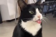 猫咪叫声的意义揭秘（探寻猫咪叫声的不同含义与情绪表达）