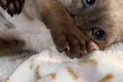 小猫为什么晚上不睡觉？（探究小猫晚上活跃的原因）