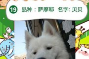 萌宠改名指南（以萨摩耶改什么名字好听？15个创意灵感让你爱不释手）