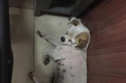 狗狗肚皮出斑了，怎么回事？（寻找原因与解决办法）