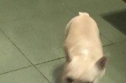 如何应对三个月大的法斗咬东西问题（快乐犬宝宝如何正确咬东西）