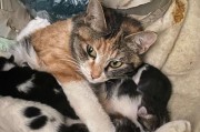 猫咪怀孕前的症状及预兆（宠物猫生崽子前的身体变化及行为表现）
