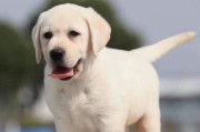 探索中华犬的温顺品质（中华犬的性格特点与培养方法）