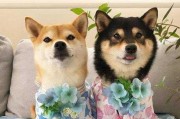 柴犬和柯基的比较分析（探究柴犬和柯基的特点和适应性，帮助新手找到最合适的养宠伙伴）