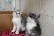 银渐层与蓝猫的完美搭配（探索银渐层猫与蓝猫混血的美妙之处）