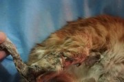 猫咪腿骨折的治疗方法与药物选择（了解猫咪腿骨折的药物治疗及注意事项）