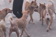 以狗为工具的恶意打斗（揭秘犬类在人类战斗中的可怕角色，保护动物权益的重要性）