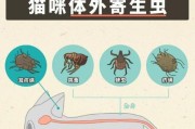 小猫身上的常见虫子及防治方法（了解小猫身上常见的寄生虫，保护它们的健康）