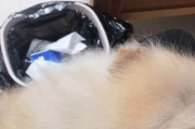 博美犬尴尬期（博美犬尴尬期多久？探究尴尬期的特点和解决方法）