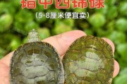 乌龟错甲的原因及影响（揭秘乌龟错甲的内在机制与外界因素）