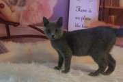 英短蓝猫饲养攻略（打造幸福的英短蓝猫家庭生活）