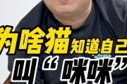 探秘猫咪的神奇世界（解析猫咪与人类的深度互动）
