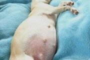 狗狗怀孕后最怕吃什么？（保护狗狗健康宝宝，小心这些食物！）