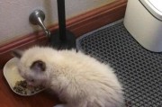 幼猫多久不吃会死？（探究幼猫不进食对其生命的影响）
