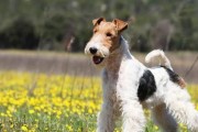 梗类犬（了解梗类犬的品种和性格特点）
