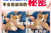 为什么狗要打疫苗？（保护狗狗健康的重要举措）