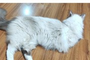 猫的大便如何反映它的健康状况？（猫的排便样貌与健康指标相关性探究）