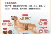 狗得了犬瘟，可以吃哪些食物？（以狗得了犬瘟为主题的食物饮食指南）