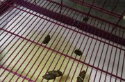 五个月泰迪犬的营养需求与饮食搭配（营养均衡饮食助力幼犬健康成长）