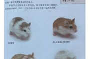 奶茶仓鼠的生活习性（探秘奶茶仓鼠的外形特征及其影响因素）