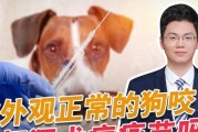 宠物犬疫苗的重要性与联系（了解宠物犬疫苗的五个关键要点）