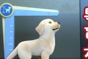 导盲犬的培训与选拔（狗狗适合做导盲犬的品种及培训过程）